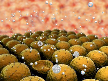 Coronavirus akciğer hücresine saldırır.