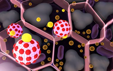 yağ hücre ve makrofaj