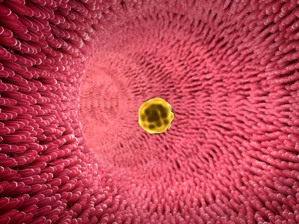 Kandaki yağ hücre — Stok fotoğraf