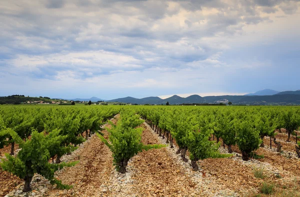 Frankrijk, wijngaard in de Provence — Stockfoto