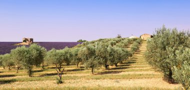 Provence: zeytin ağaçları ve lavanta alan 