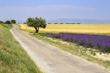 Güney Fransa: Provence alanları