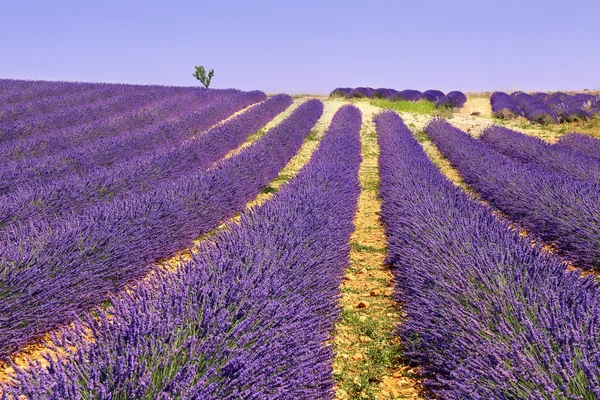 Plateau Valensole, Provence: laventelipelto — kuvapankkivalokuva