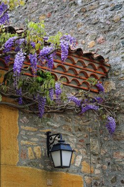Art arda sıralı mor wisteria asma