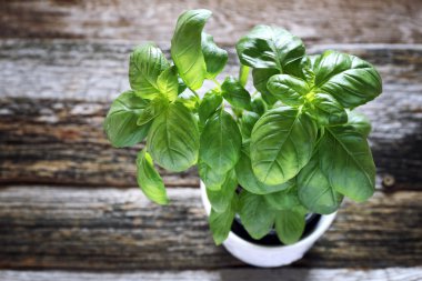 Tencerede yeşil fesleğen 