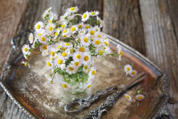 フィールドのヒナギクの花束 — ストック写真