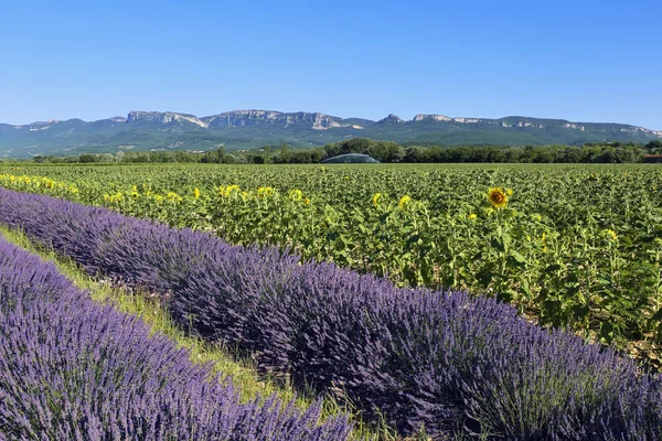Provençaalse landschap: lavendel velden en zonnebloemen — Stockfoto