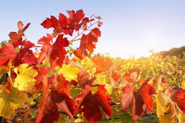 Güneşli bir sonbahar bağ kırmızı ve sarı yaprakları