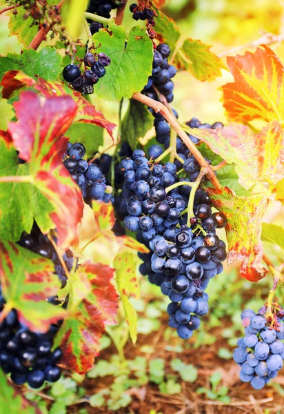 Gamay Wine Grape — Stock Photo, Image