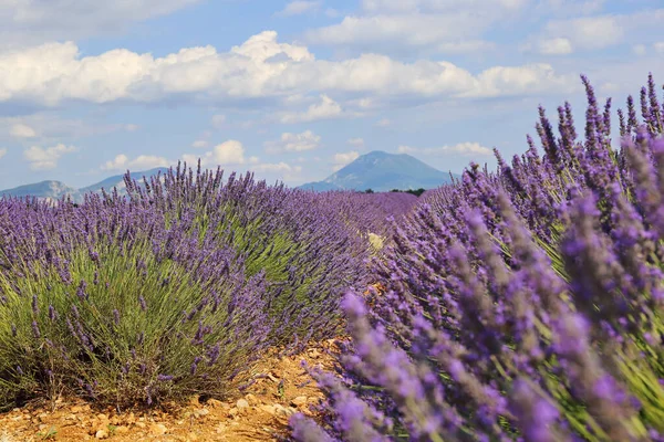 Frankrijk Landschap Van Provence Lavendelveld Plateau Valensole — Stockfoto