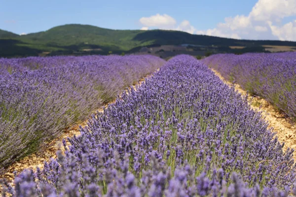 Frankrijk Landschap Van Provence Lavendelveld Plateau Valensole — Stockfoto