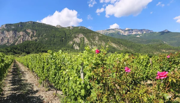 Französische Sommerlandschaft Vercors Gebirge Weinberg Berge Und Rosen Department Drome — Stockfoto