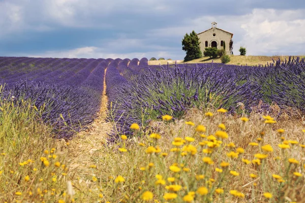 França Paisagem Provence Campo Lavanda Planalto Valensole Foco Seletivo — Fotografia de Stock