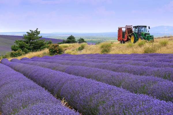 Zuid Frankrijk Landschappen Van Provence Oogstlavendelvelden Plateau Valensole Focus Selectief — Stockfoto