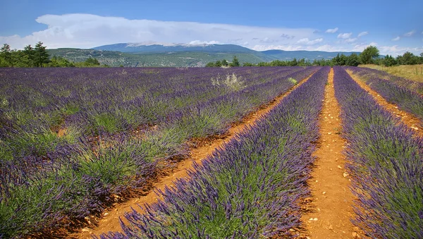 Zuid-Frankrijk, Lavendel veld in de Provence — Stockfoto