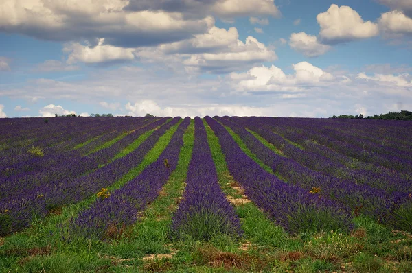 Zuid-Frankrijk, Lavendel veld in de Provence — Stockfoto