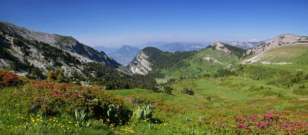 Alpok lábánál: Chartreuse hegység, virágzó azálea — Stock Fotó