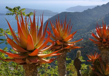 Cote d'Azur: kaktüs egzotik Bahçe