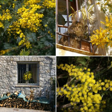 Mimosa on the French Riviera. Collage clipart