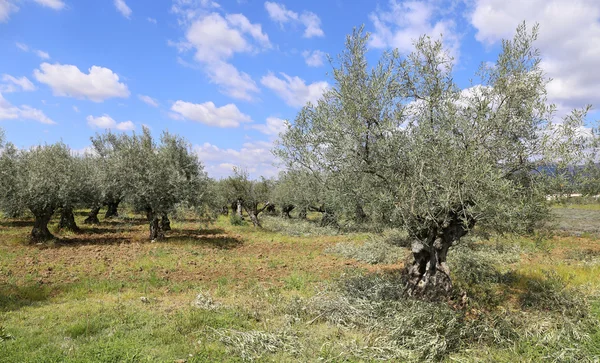 Paisaje del sur de Francia: los olivos en Provenza — Foto de Stock