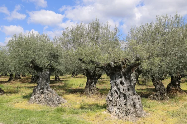 : 프랑스 남부 프로방스에 있는 올리브 나무 — 스톡 사진