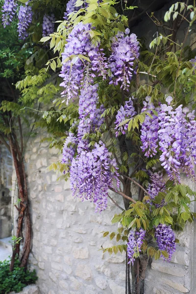Art arda sıralı mor wisteria asma