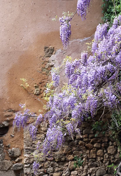 Videira de wisteria roxa em cascata — Fotografia de Stock