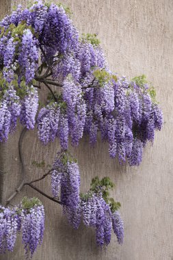 Çiçekli mor wisteria çiçekleri