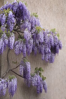 Flowering purple wisteria blossoms clipart