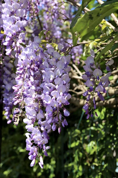 Flores de wisteria roxa — Fotografia de Stock
