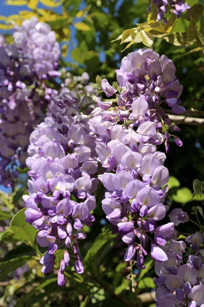 Mor wisteria asma — Stok fotoğraf