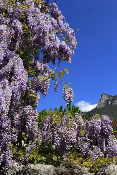 紫色の藤の花を開花 — ストック写真