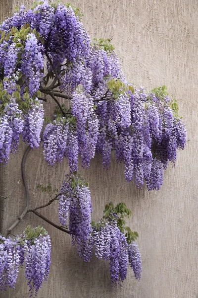 Flowering purple wisteria blossoms — Stock Photo, Image