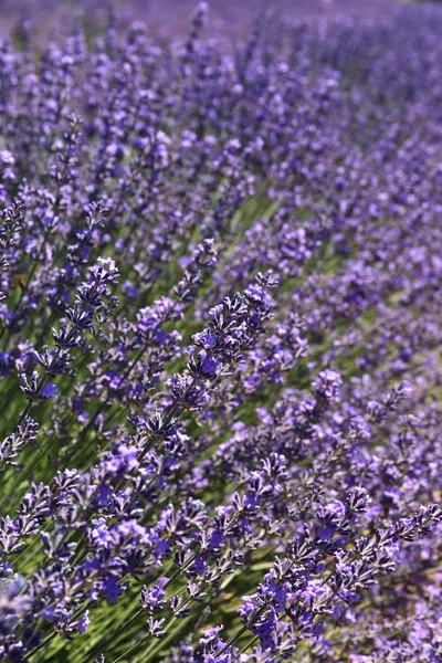 Floral background: flowering lavender — Stock Photo, Image