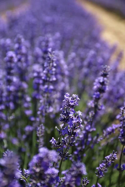 花の背景: ラベンダー開花 — ストック写真