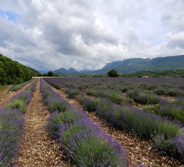 Lavender field in the mountains — Stock Photo, Image