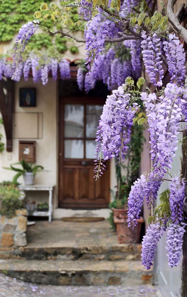 Kaszkádolt lila wisteria szőlő — Stock Fotó