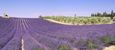 Fransa, Provence lavanta alanları ve zeytin ağacı