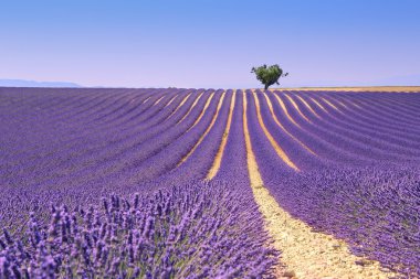 Yayla Valensole, Provence, lavanta alan