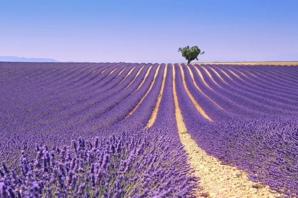 Plateau Valensole, Provence, Lavendel veld — Stockfoto