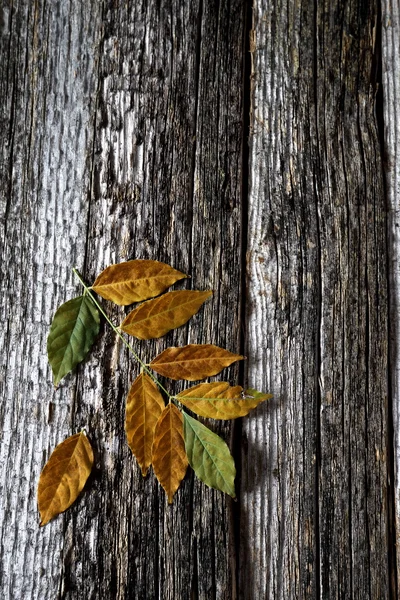 Høstblad på gammelt tredekke – stockfoto