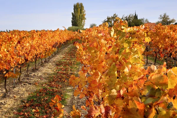 Frankrijk, herfst wijngaard — Stockfoto