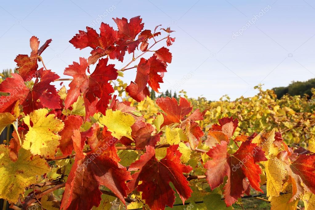 France, Autumn vineyard