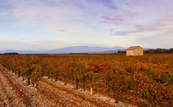 Coucher de soleil d'automne. Le vignoble et la maison en Provence — Photo