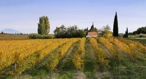 Herfst wijngaard en huis in de Provence — Stockfoto