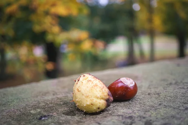 Close Chestnut Beautiful Bokeh Autumn — Stock Photo, Image