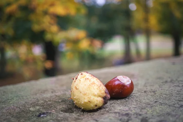 Close Uma Castanha Com Belo Bokeh Outono — Fotografia de Stock