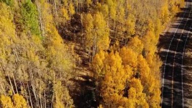 Sarı sonbahar kavak ağacı yaprakları