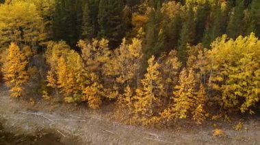 Sarı sonbahar kavak ağacı yaprakları