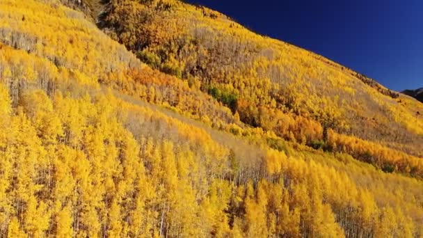 Gelbe Herbst-Espen-Blätter — Stockvideo